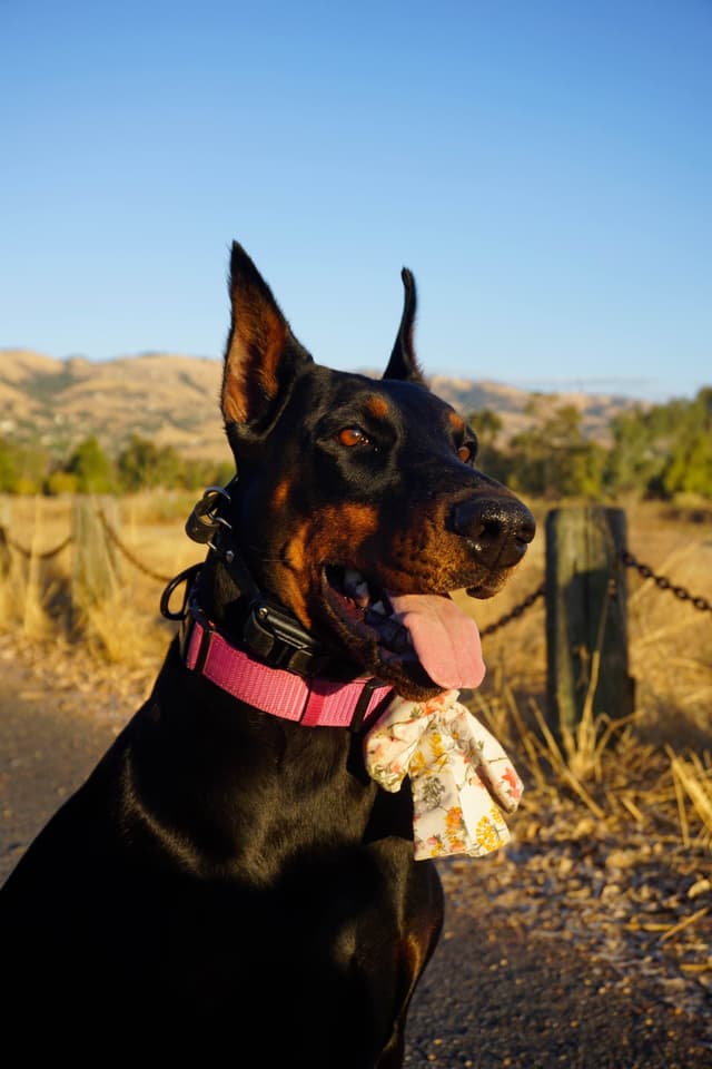 Doberman Pinscher Puppies media 9