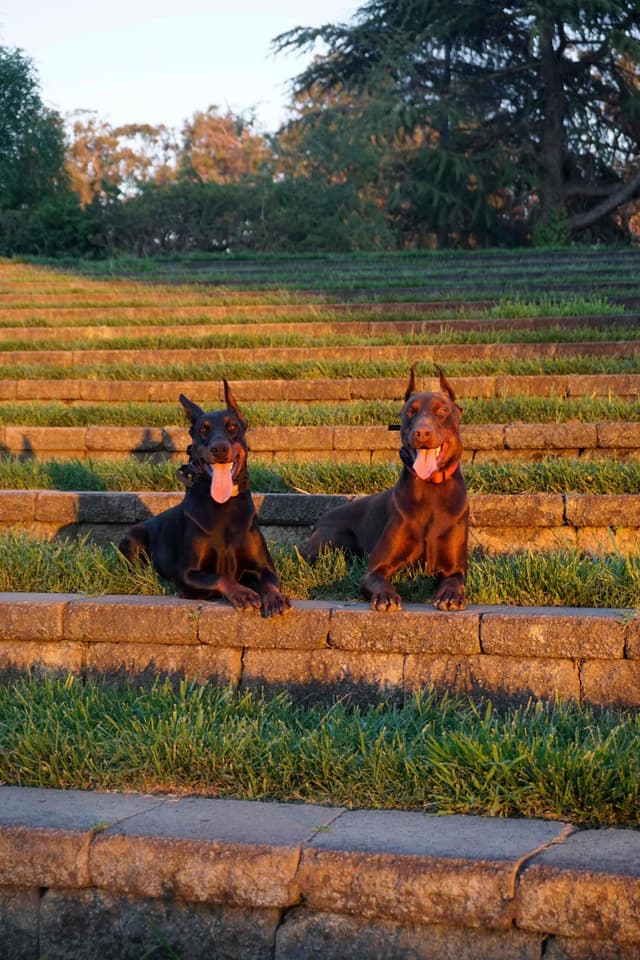 Doberman Pinscher Puppies media 2