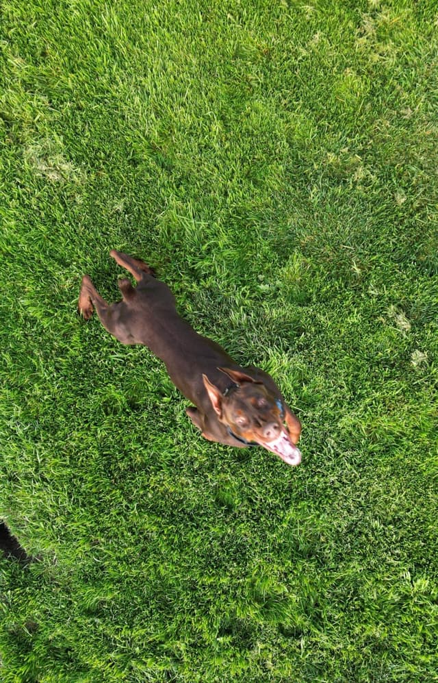 Doberman Pinscher Puppies media 5