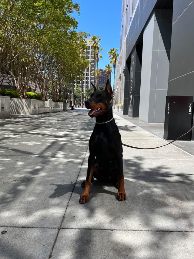 Doberman Pinscher Puppies media 7