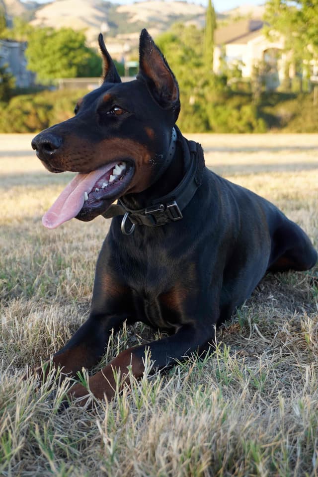 Doberman Pinscher Puppies media 10