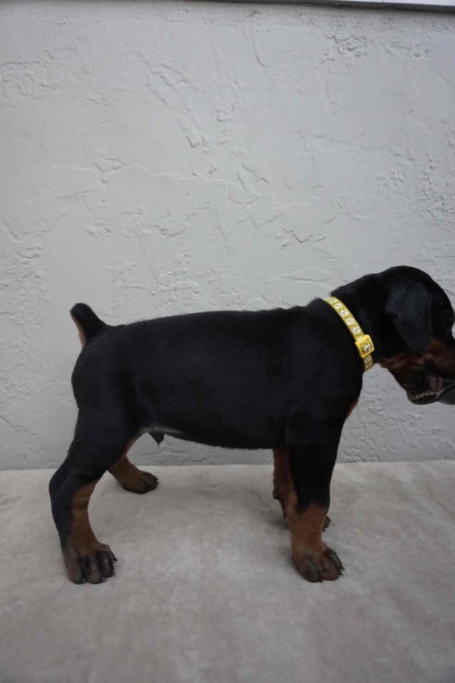 Doberman Pinscher Puppies media 11