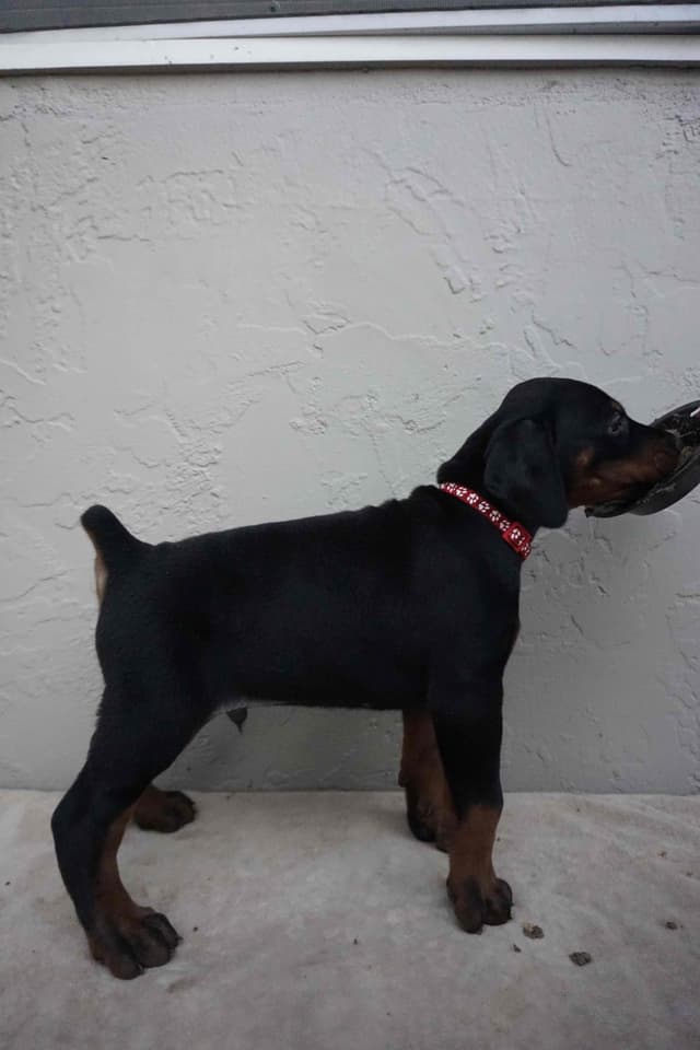 Doberman Pinscher Puppies media 12