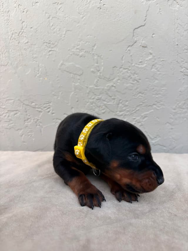 Doberman Pinscher Puppies media 13