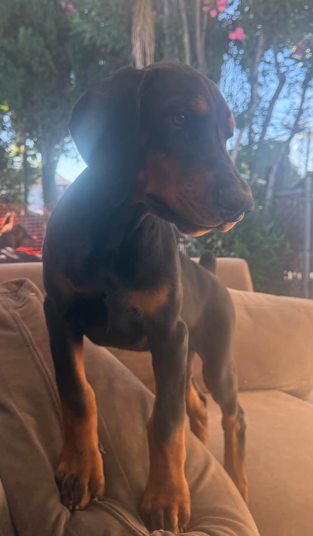 Doberman Pinscher Puppies media 15