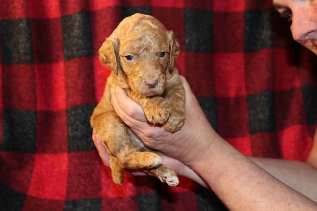 Reduced to Find new homes as we are getting attached!!! media 2