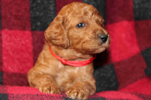 Reduced to Find new homes as we are getting attached!!! media 3