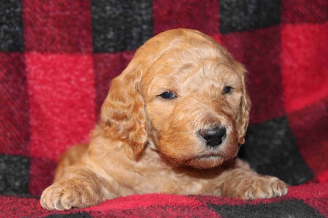 Reduced to Find new homes as we are getting attached!!! media 4