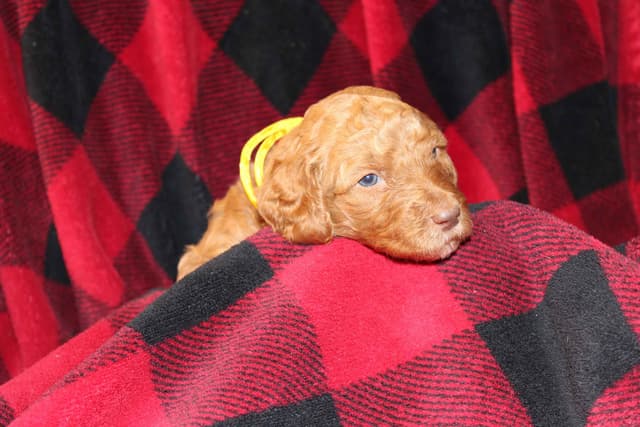 Reduced to Find new homes as we are getting attached!!! media 6