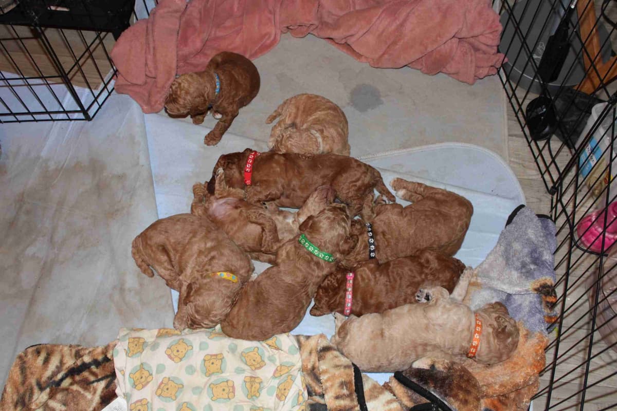 Reduced to Find new homes as we are getting attached!!! breeder image 1