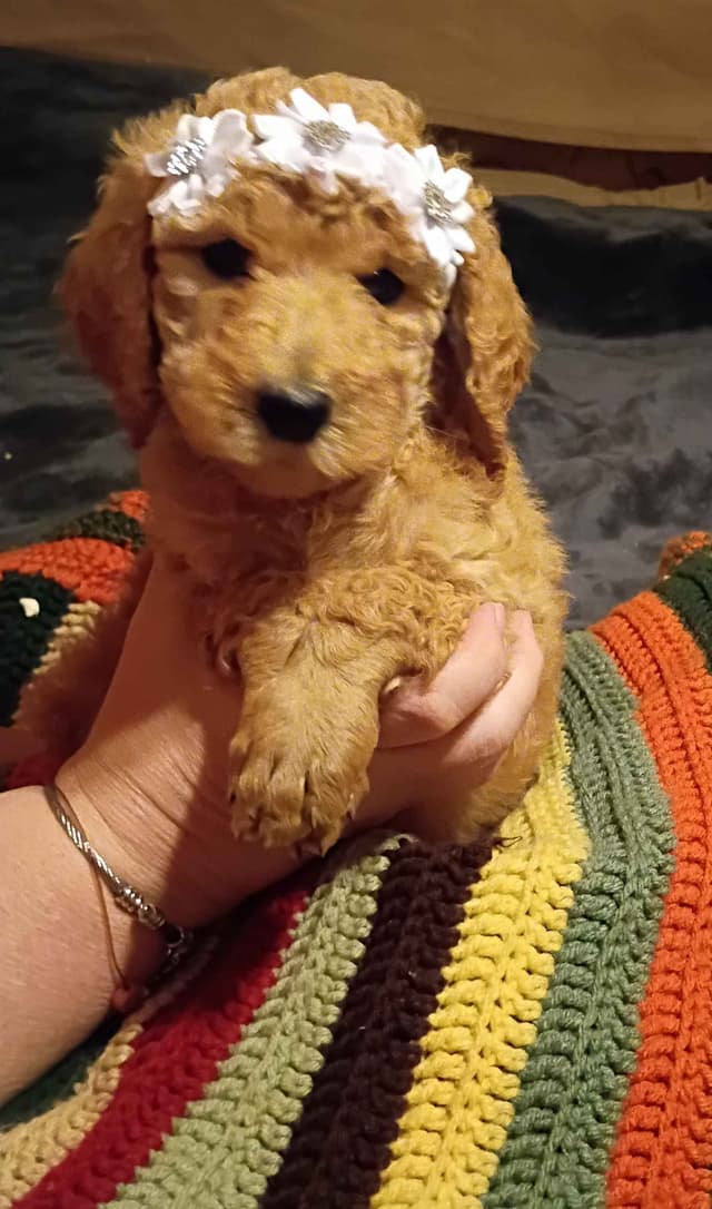 Reduced to Find new homes as we are getting attached!!! media 11
