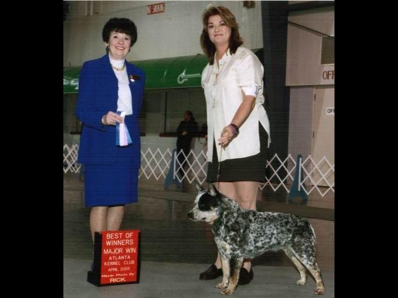 Female Australian Cattle Dog Pup breeder image 1