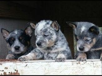 Female Australian Cattle Dog Pup breeder image 2