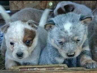 Female Australian Cattle Dog Pup breeder image 3