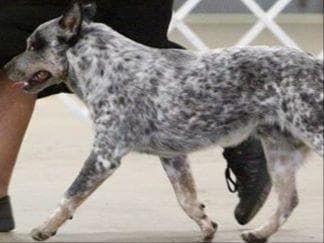Female Australian Cattle Dog Pup breeder image 4