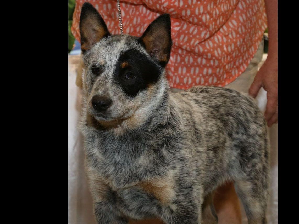 Female Australian Cattle Dog Pup breeder image 5