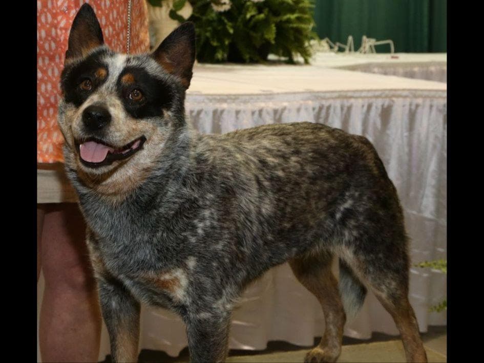 Female Australian Cattle Dog Pup breeder image 6