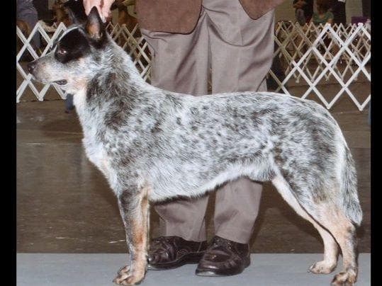 Female Australian Cattle Dog Pup breeder image 7