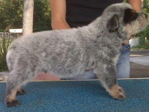 Female Australian Cattle Dog Pup breeder image 8