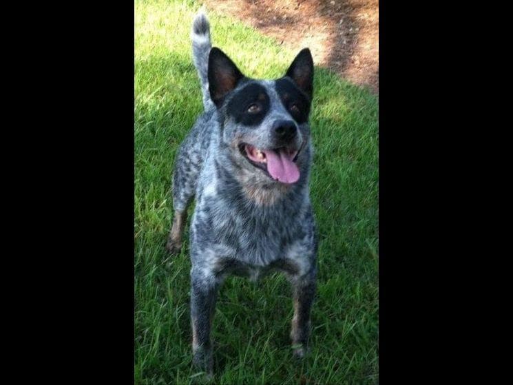 Female Australian Cattle Dog Pup breeder image 9