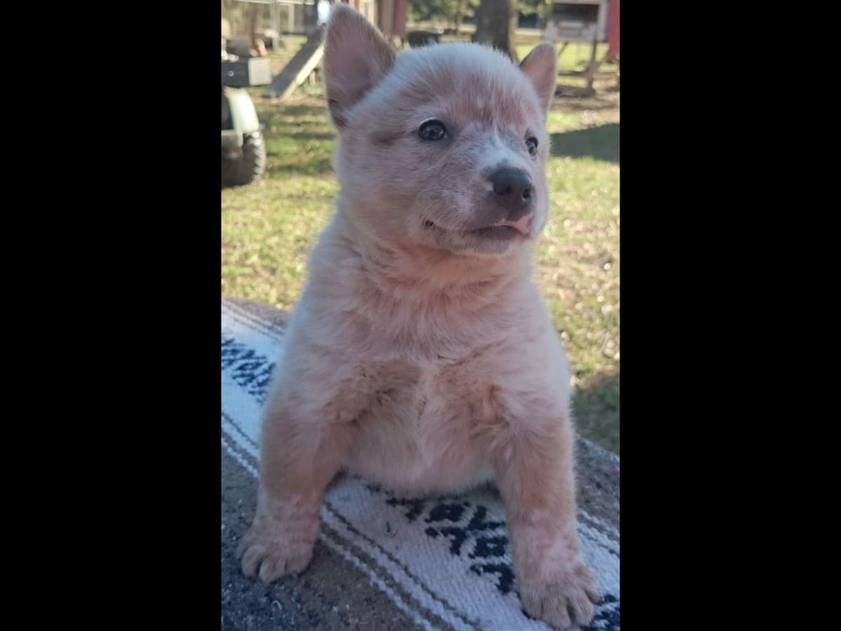 Female Australian Cattle Dog Pup breeder image 10