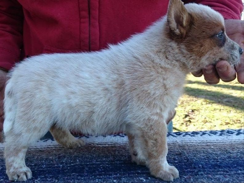 Female Australian Cattle Dog Pup breeder image 11