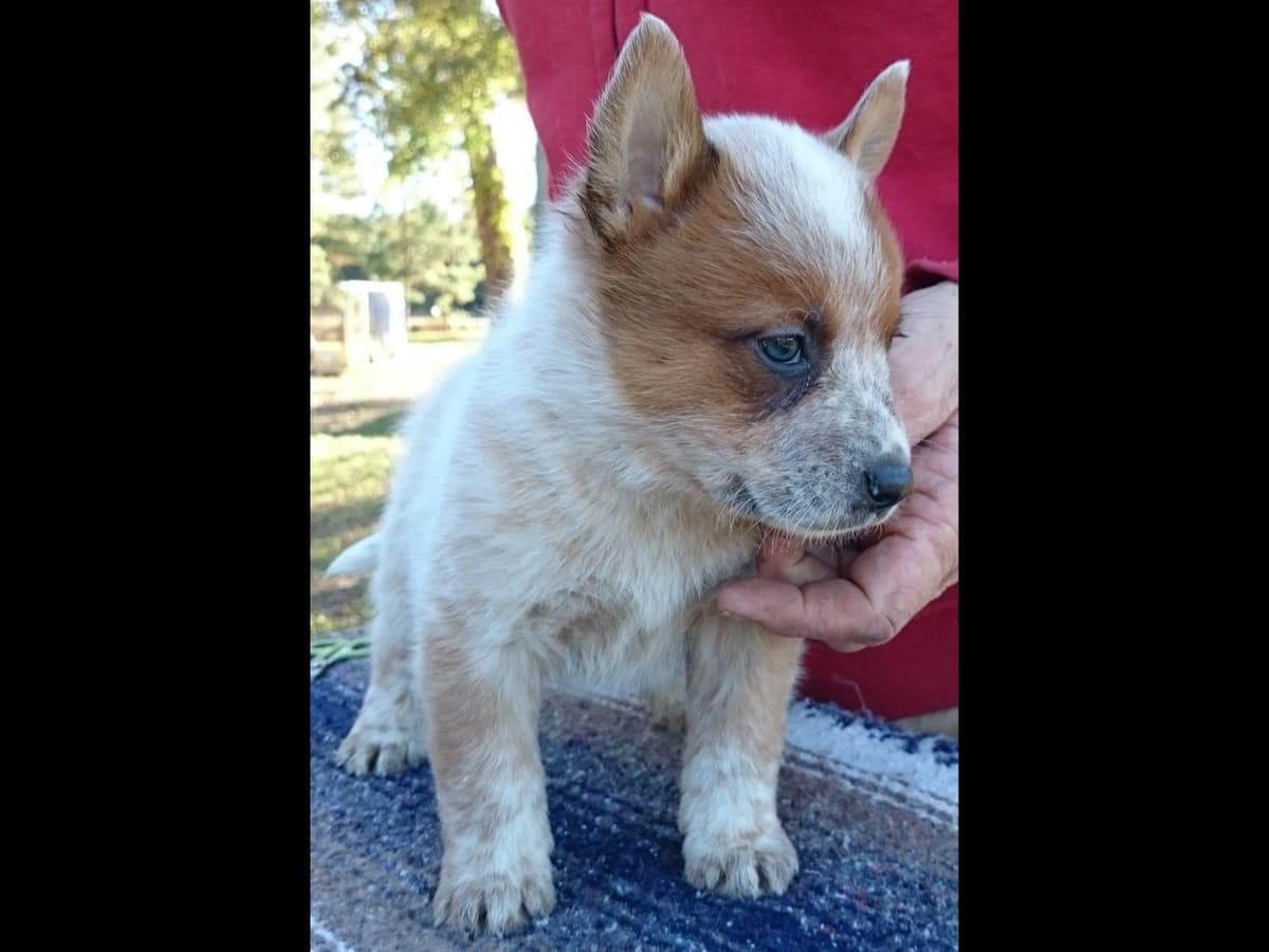 Female Australian Cattle Dog Pup breeder image 12