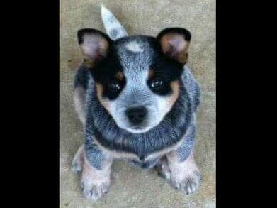 Female Australian Cattle Dog Pup breeder image 13
