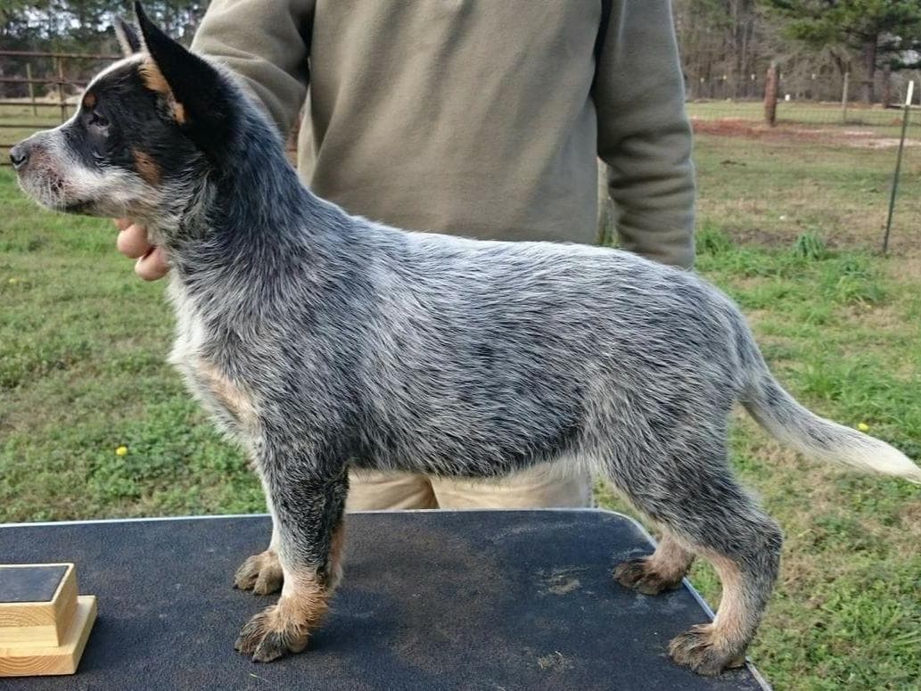 Female Australian Cattle Dog Pup breeder image 14