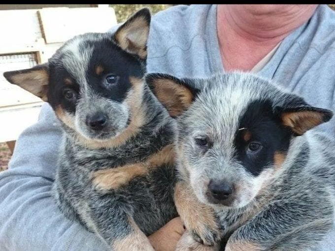 Female Australian Cattle Dog Pup breeder image 15