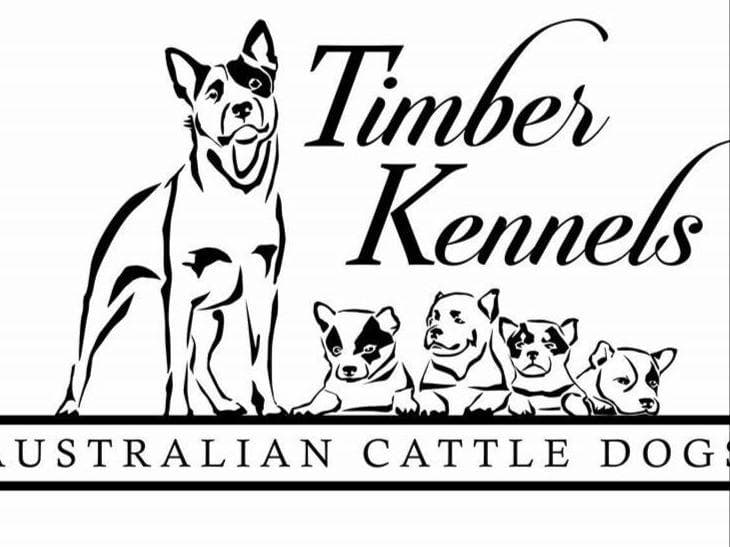 Female Australian Cattle Dog Pup breeder image 16