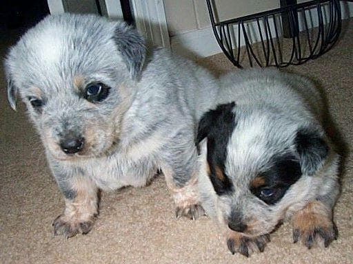Female Australian Cattle Dog Pup breeder image 17