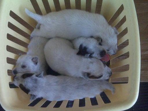 Female Australian Cattle Dog Pup breeder image 18