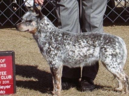 Female Australian Cattle Dog Pup breeder image 19