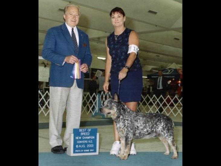 Female Australian Cattle Dog Pup breeder image 20