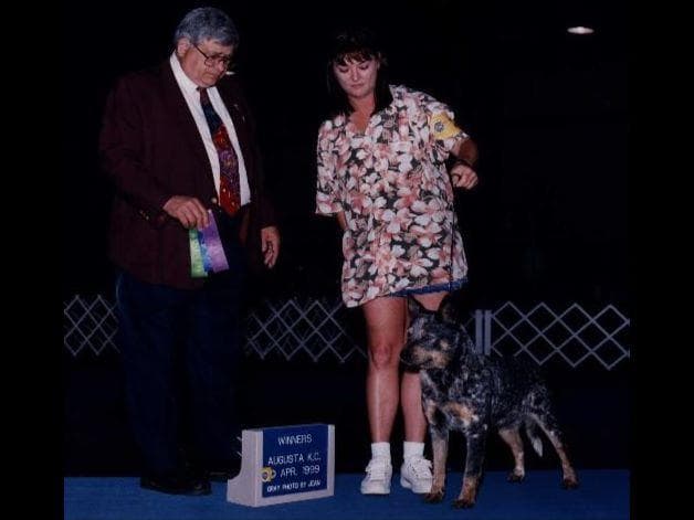 Female Australian Cattle Dog Pup breeder image 21
