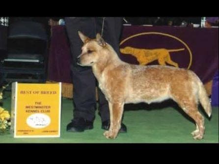 Female Australian Cattle Dog Pup breeder image 22