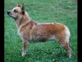 Female Australian Cattle Dog Pup breeder image 23