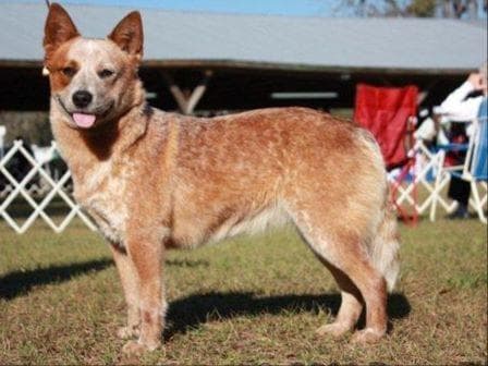 Female Australian Cattle Dog Pup breeder image 24