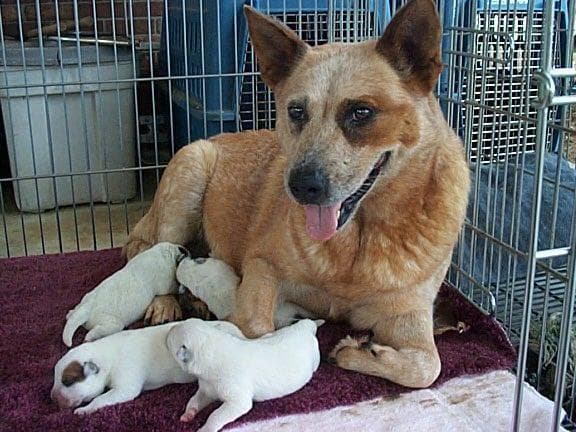Female Australian Cattle Dog Pup breeder image 25