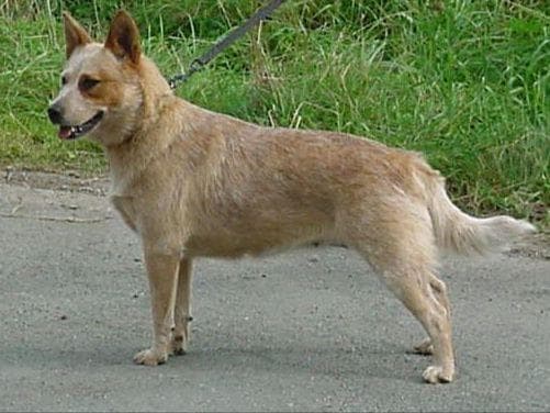 Female Australian Cattle Dog Pup breeder image 26