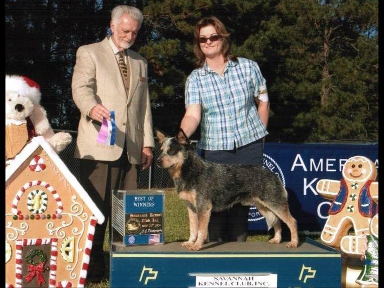Female Australian Cattle Dog Pup breeder image 27