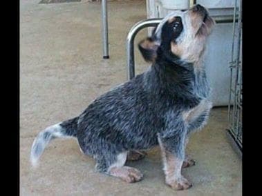 Female Australian Cattle Dog Pup breeder image 28