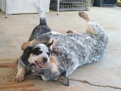Female Australian Cattle Dog Pup breeder image 29