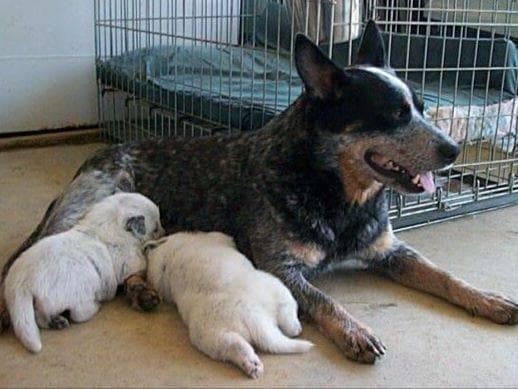 Female Australian Cattle Dog Pup breeder image 30