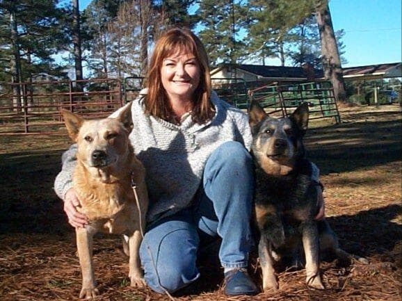 Female Australian Cattle Dog Pup breeder image 31