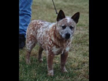 Female Australian Cattle Dog Pup breeder image 32