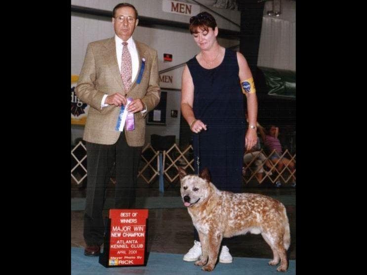 Female Australian Cattle Dog Pup breeder image 33