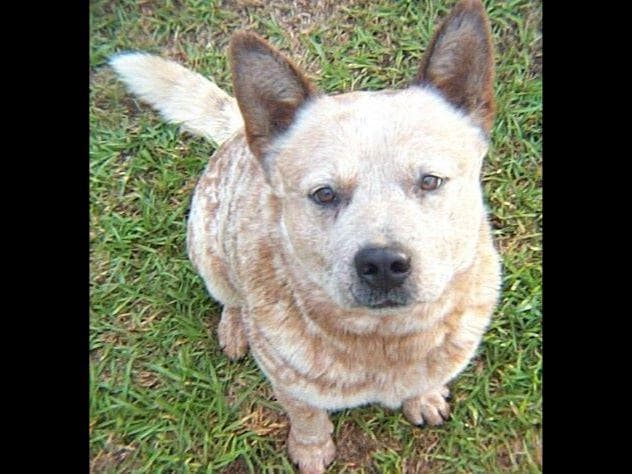 Female Australian Cattle Dog Pup breeder image 34