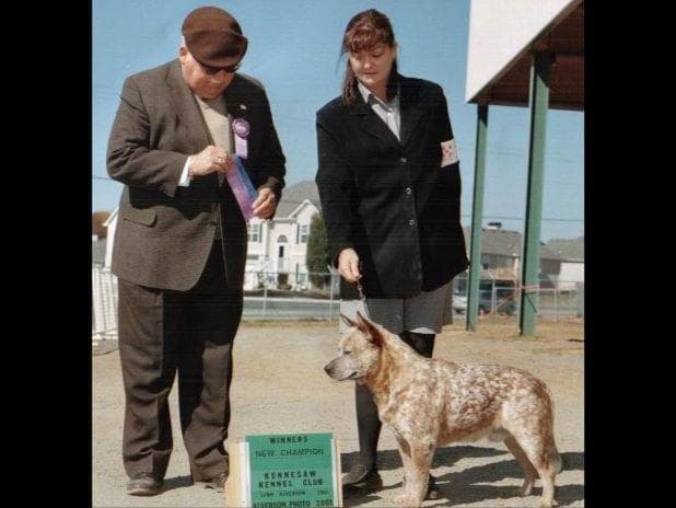 Female Australian Cattle Dog Pup breeder image 36